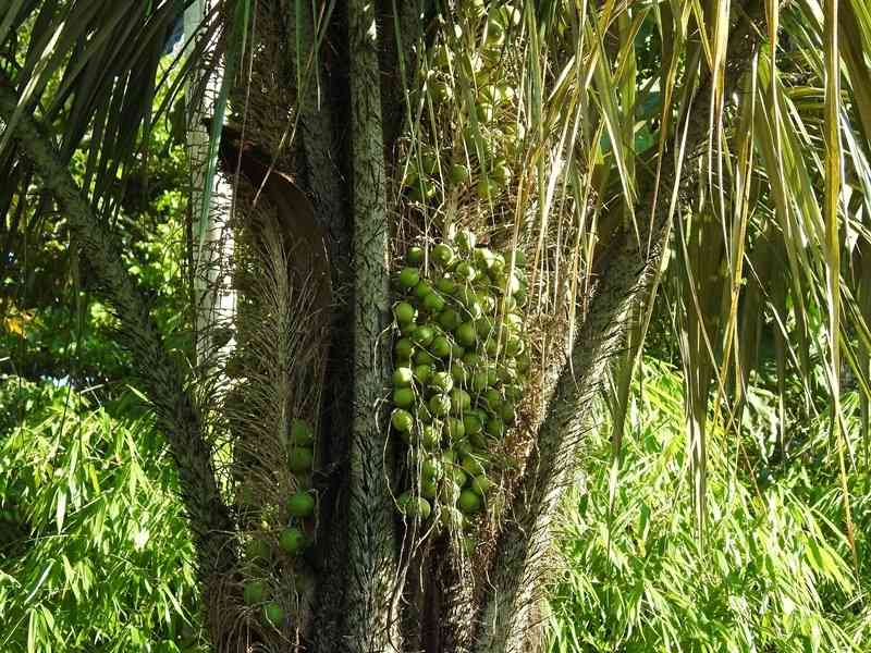 The Chambira palm is the main source of fiber for our products. We source it from local communities that harvest the palm in a sustainable way.